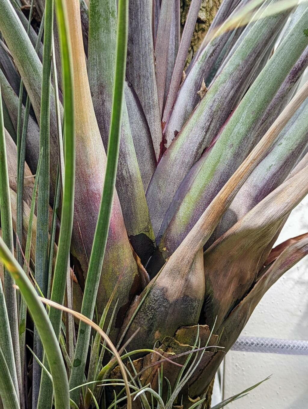 Tillandsia extensa bark