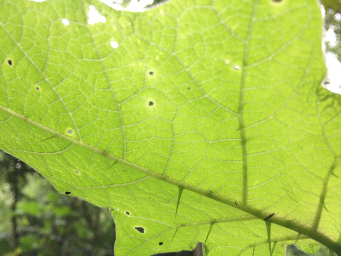 Solanum myriacanthum leaf