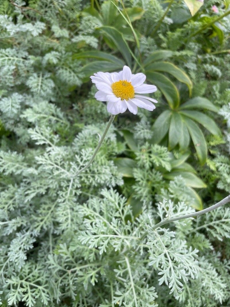 Anthemis cupaniana flower