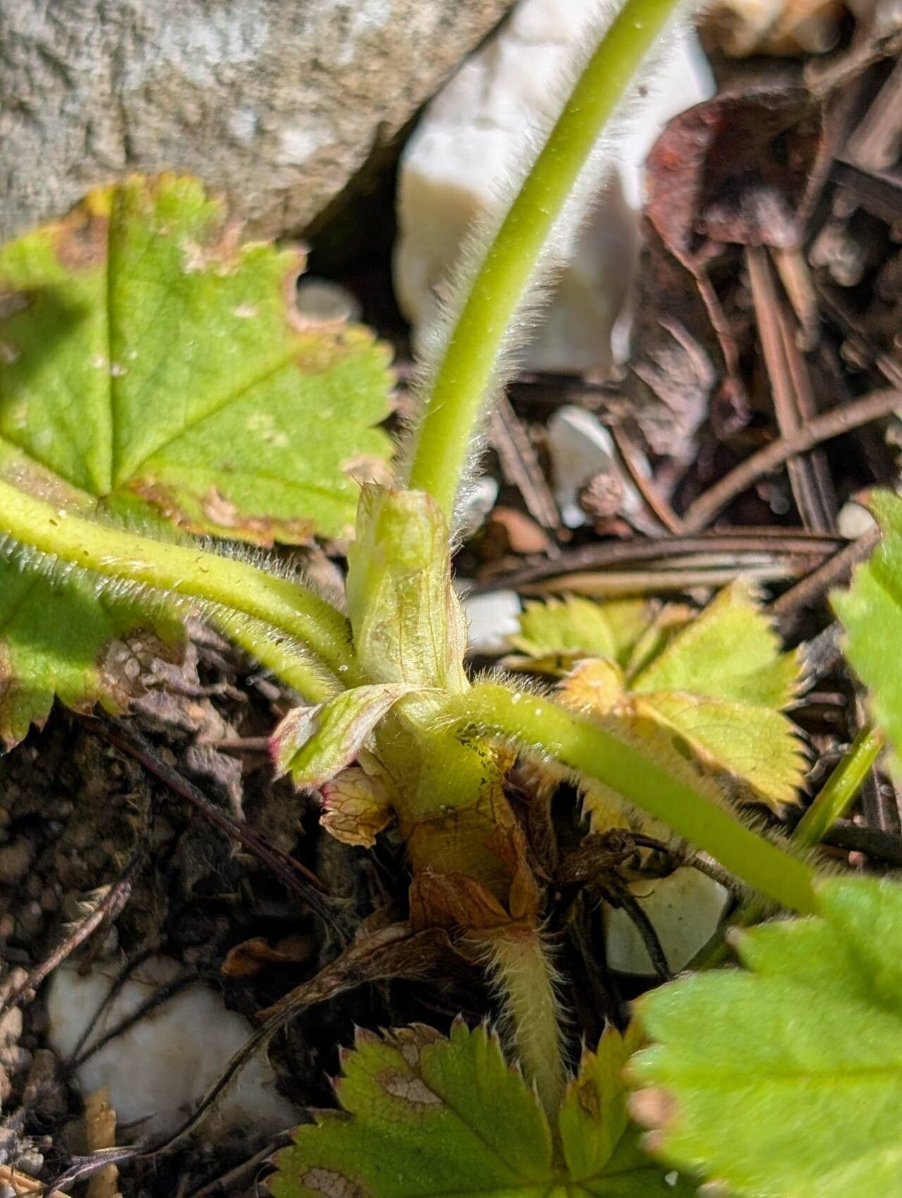 Alchemilla plicata bark
