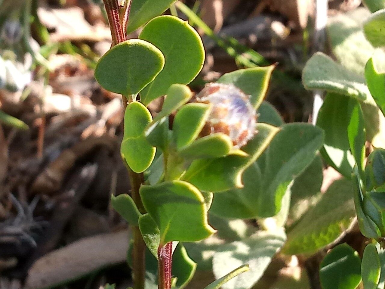 Globularia alypum — related species from the same genus