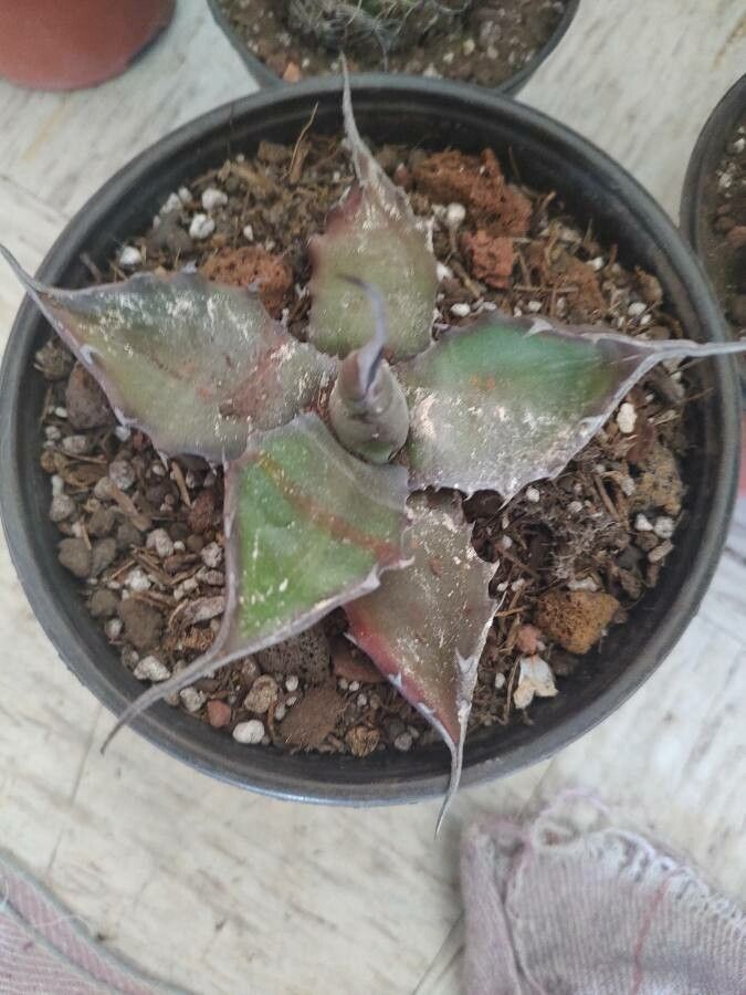 Agave marmorata — houseplant care guide