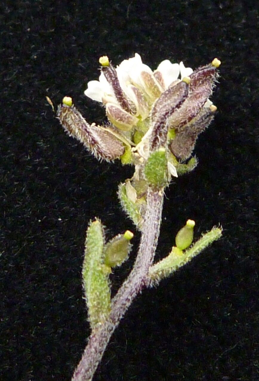 Draba lichiangensis — houseplant care guide