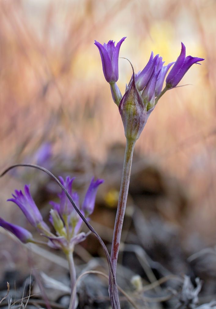 Allium fimbriatum — houseplant care guide