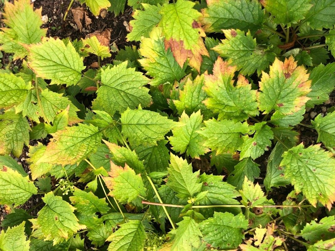 Patrinia gibbosa — related species from the same genus