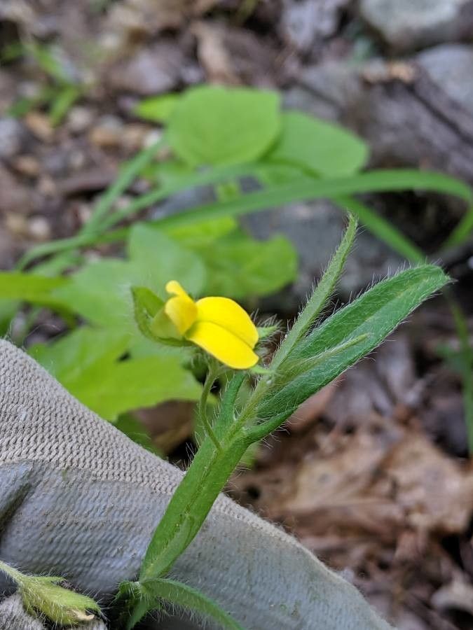 Crotalaria sagittalis flower