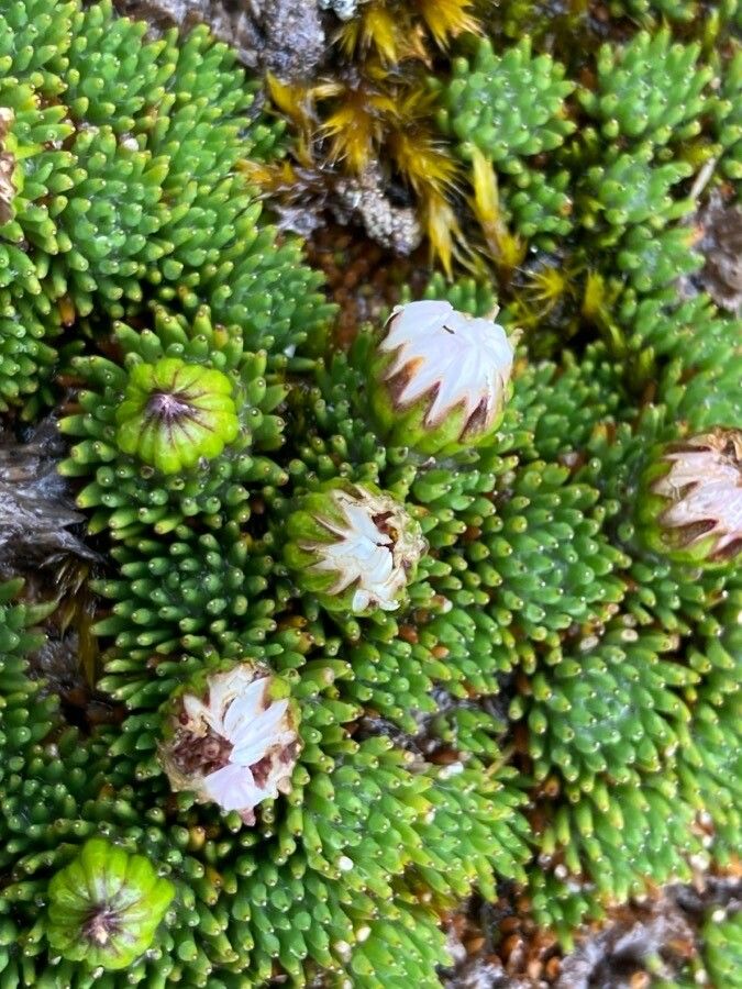 Xenophyllum humile flower