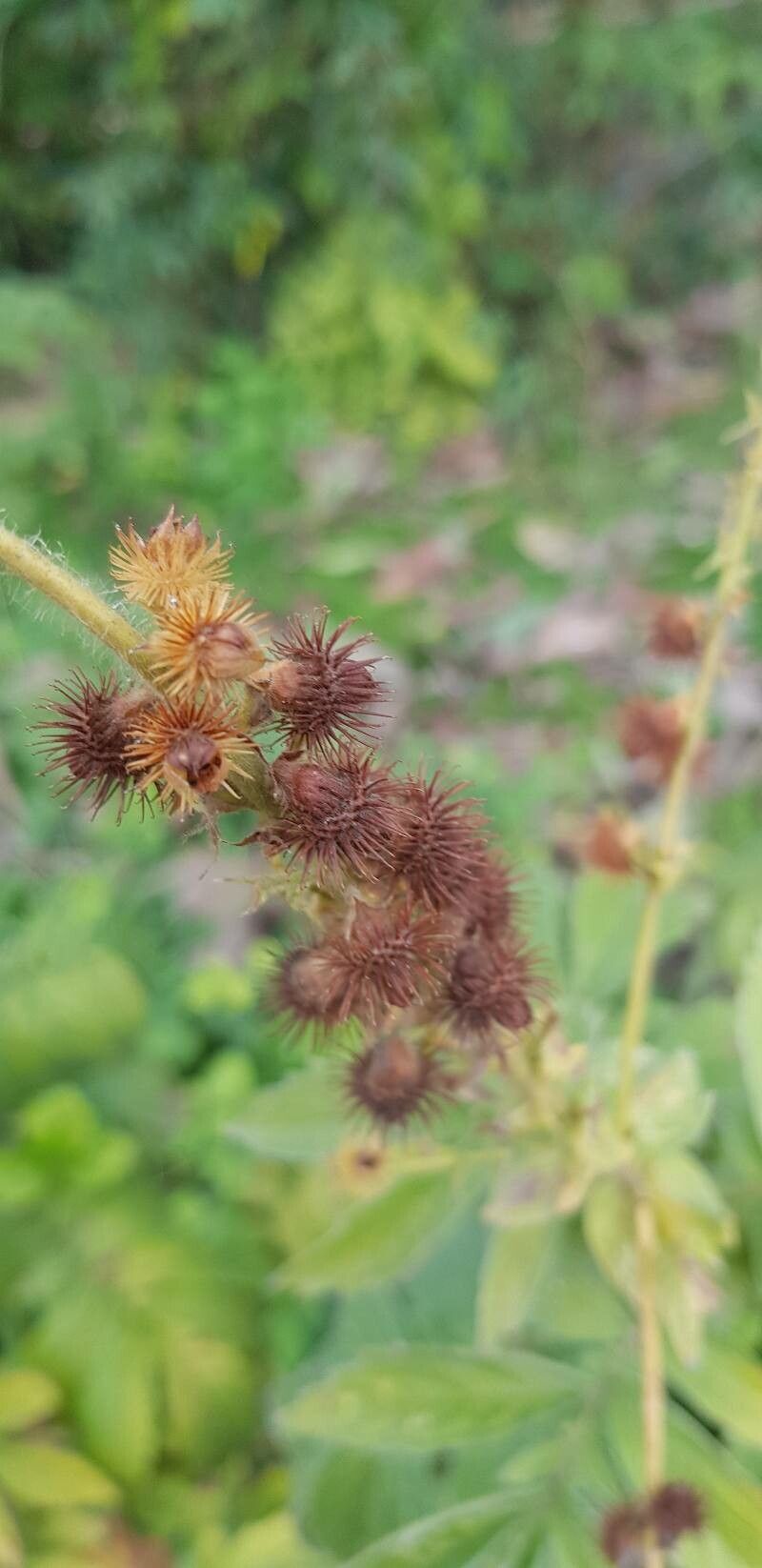 Agrimonia procera fruit
