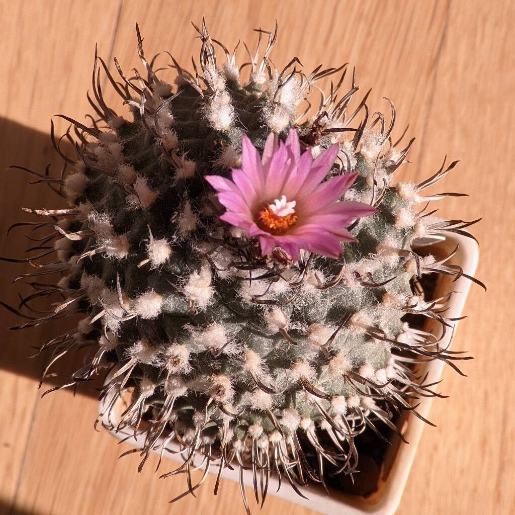 Turbinicarpus × roseiflorus flower