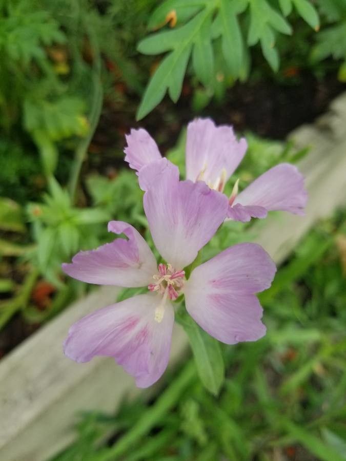 Clarkia rubicunda flower