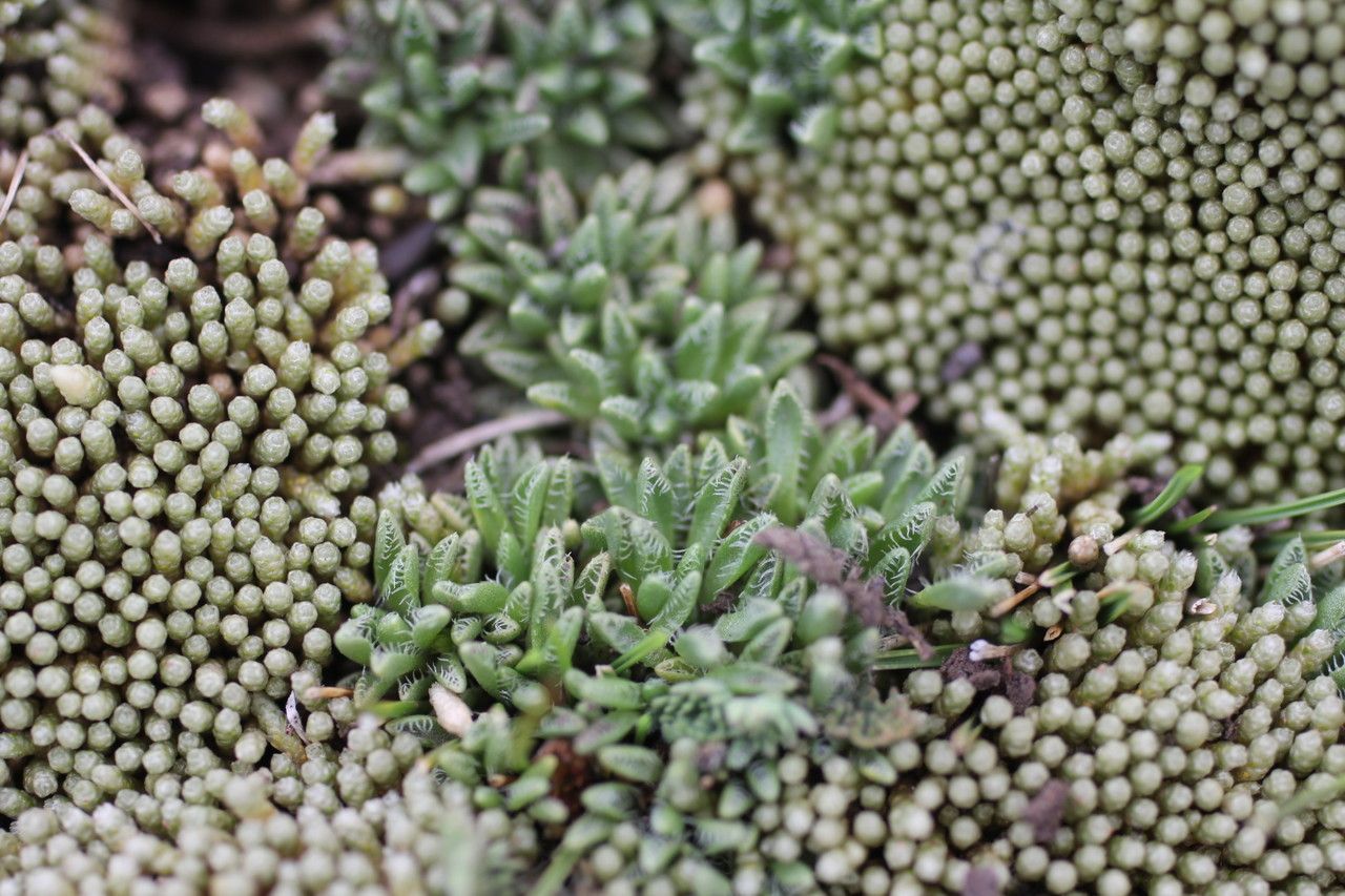 Werneria pectinata habit