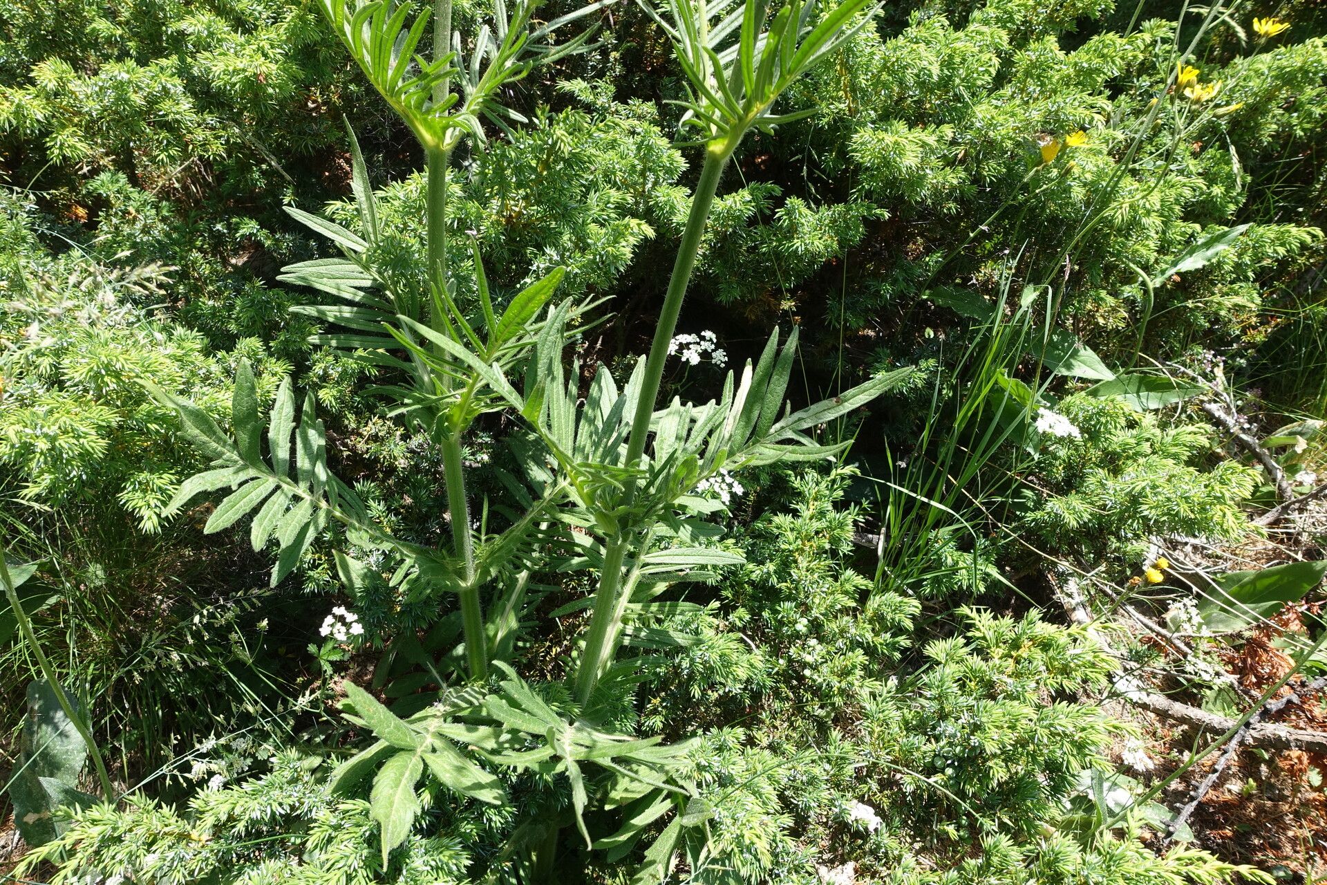 Knautia timeroyii — search result for 'Knautia'