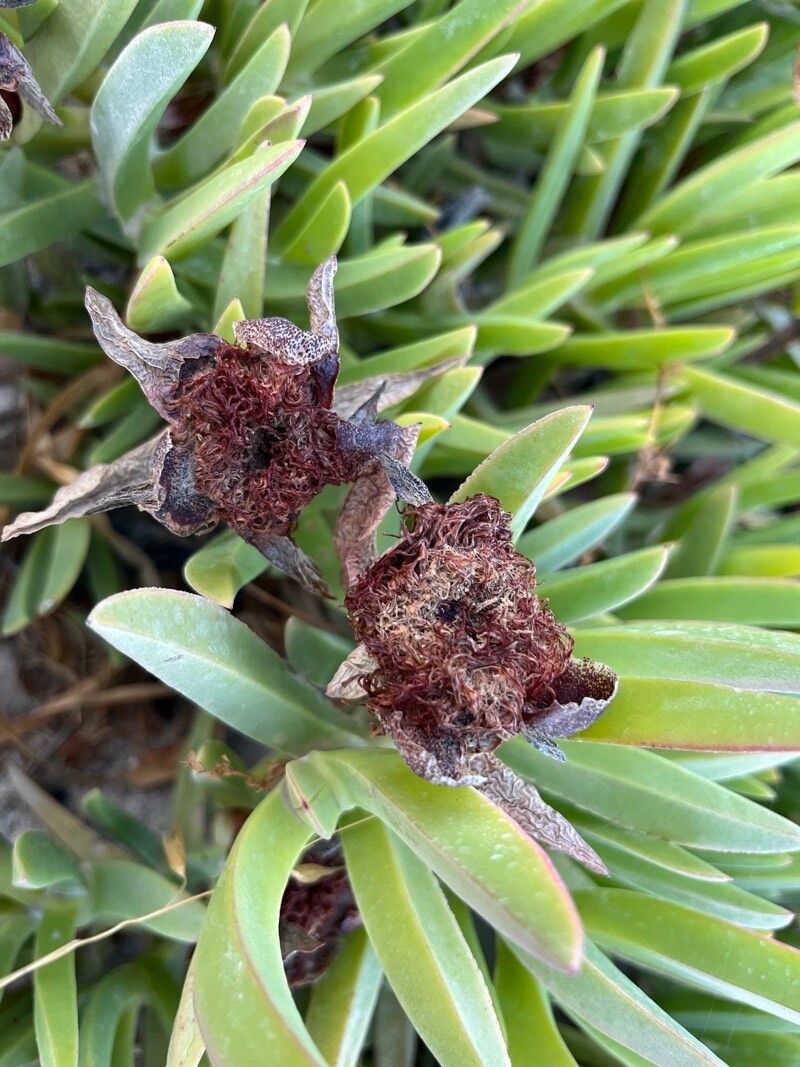 Carpobrotus acinaciformis fruit