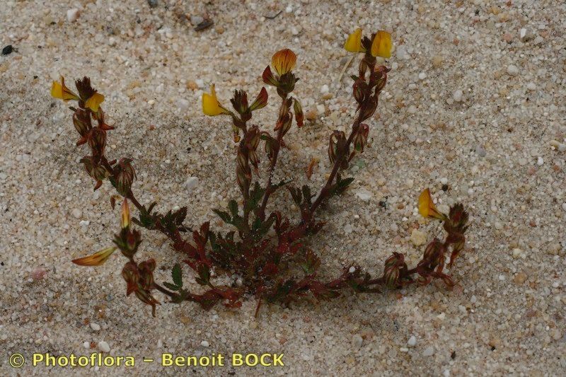 Ononis cintrana — houseplant care guide