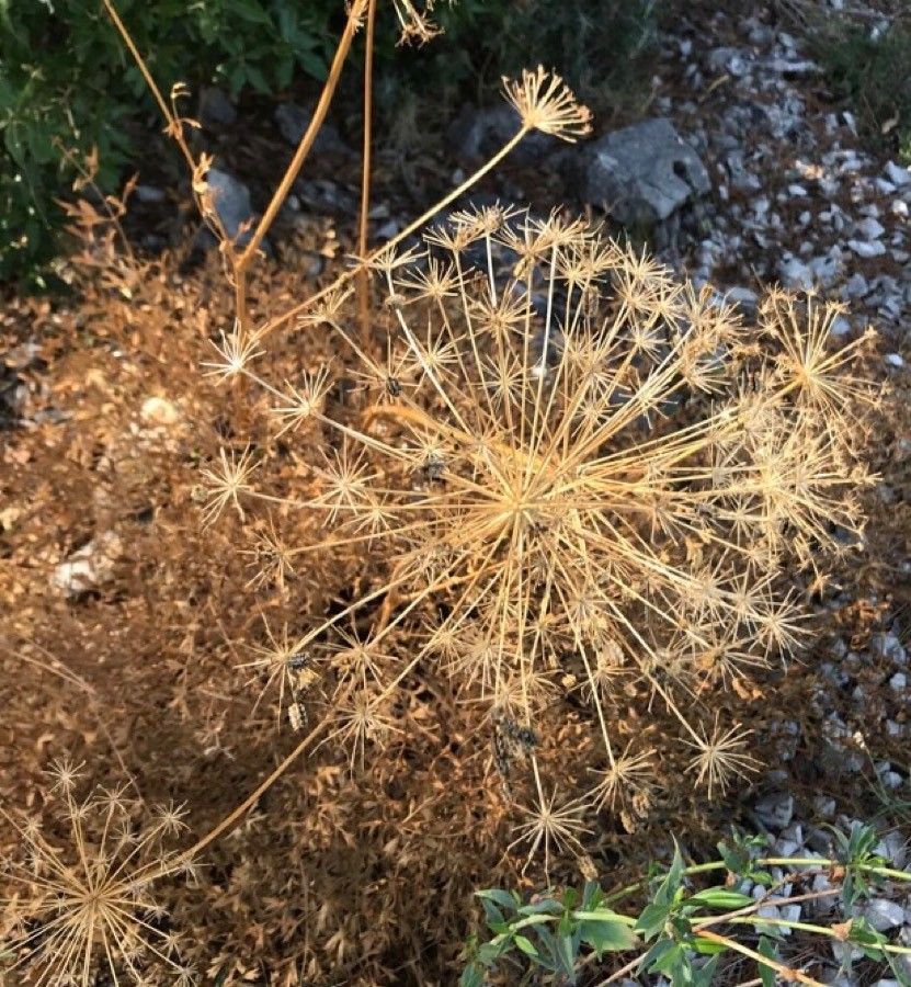 Laserpitium siler fruit