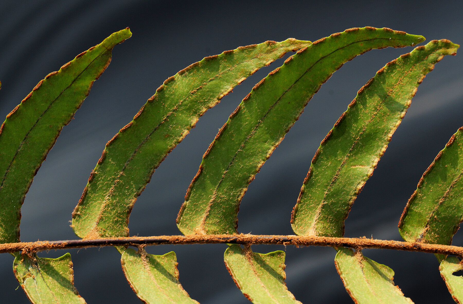 Nephrolepis acutifolia leaf