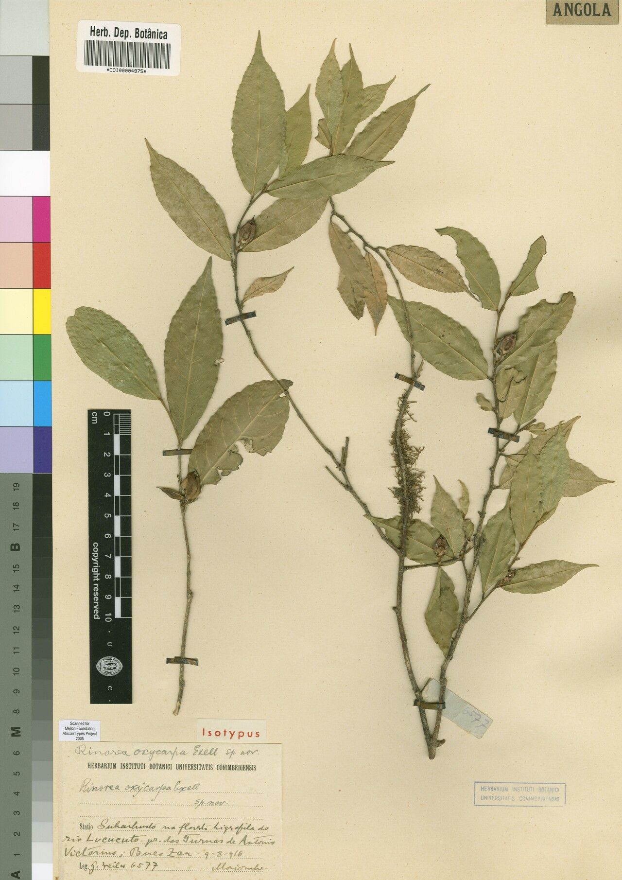 Rinorea oxycarpa — houseplant care guide