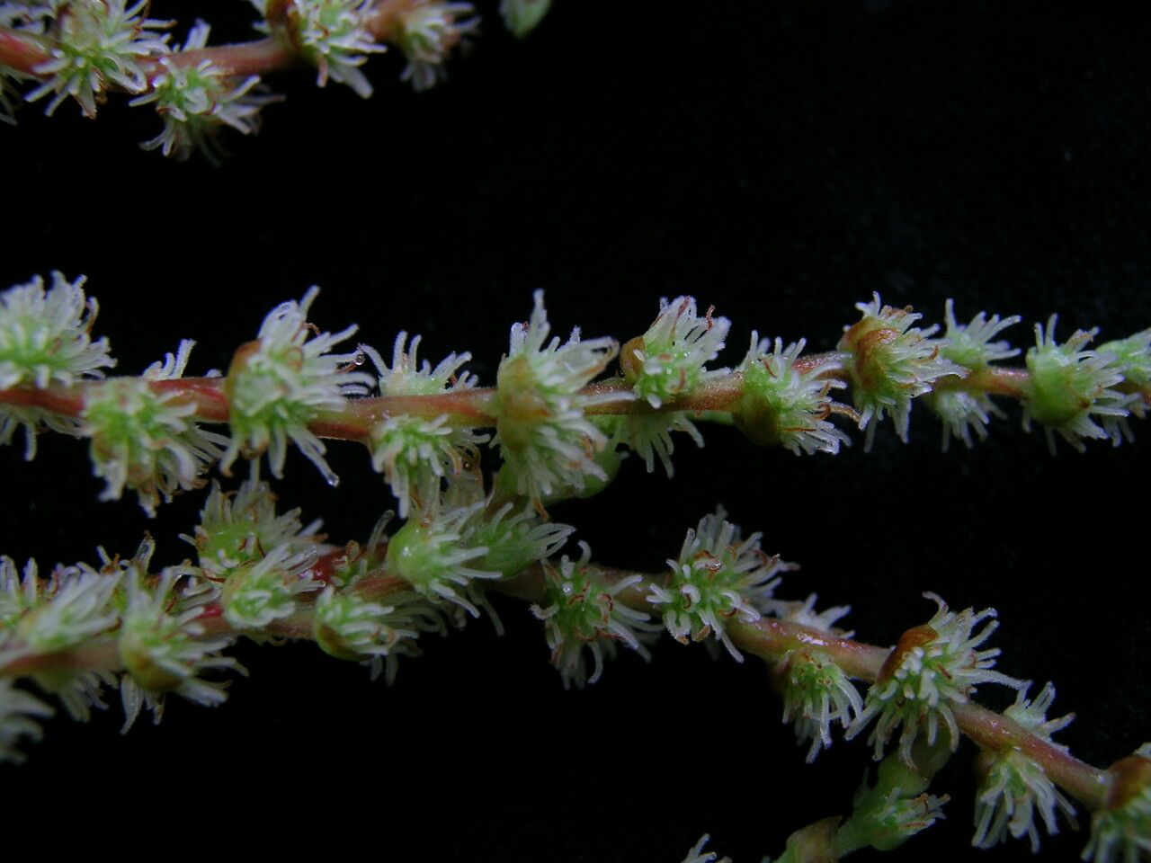 Pouzolzia rugulosa habit