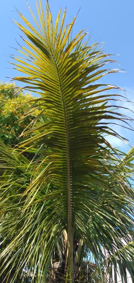 Kentiopsis oliviformis — search result for 'Arecaceae'