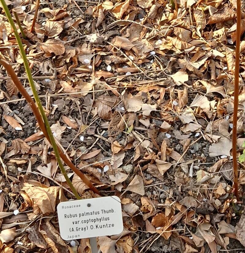 Rubus palmatus other
