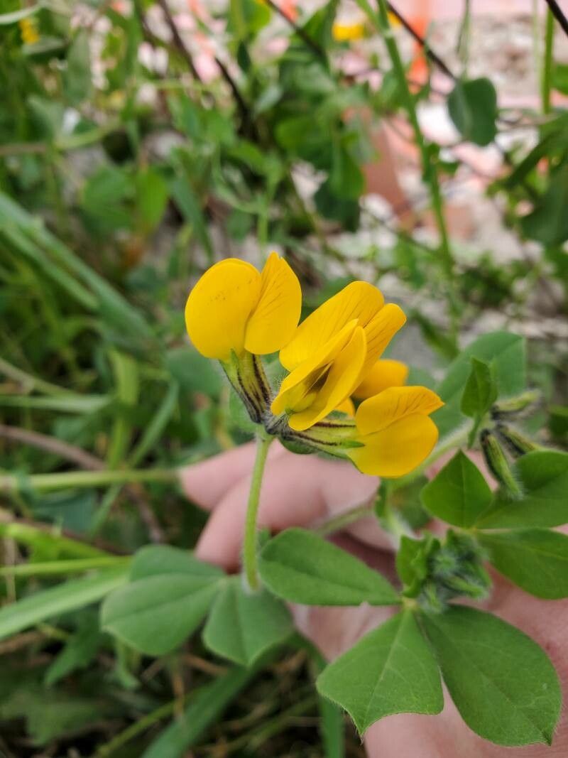 Tetragonolobus biflorus flower