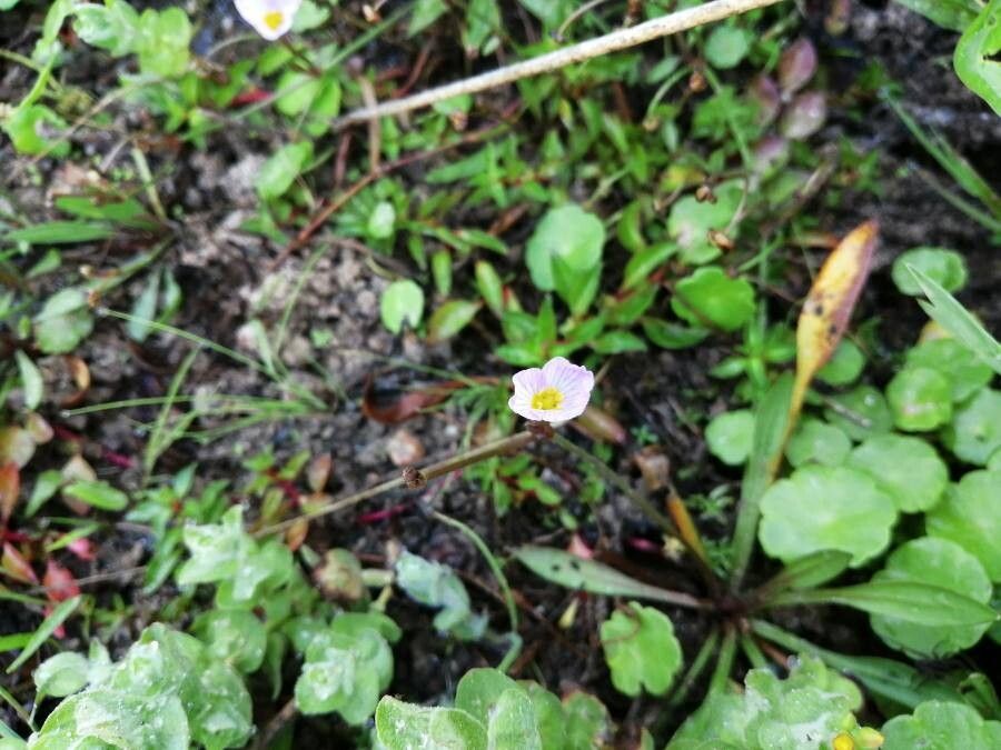 Baldellia repens flower