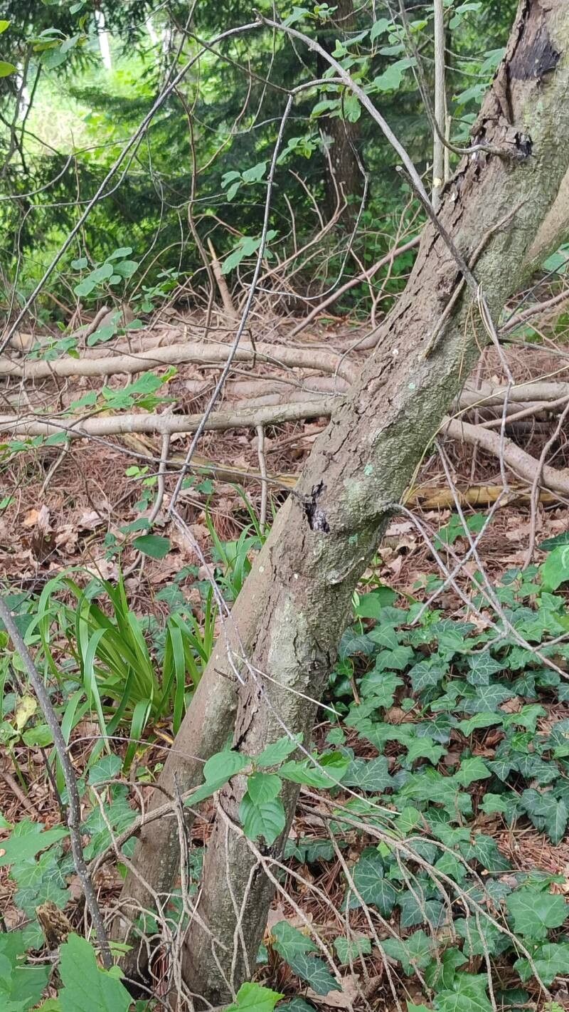 Frangula purshiana bark