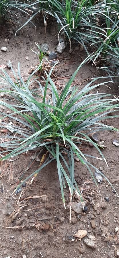 Ochagavia litoralis — search result for 'Bromeliaceae'