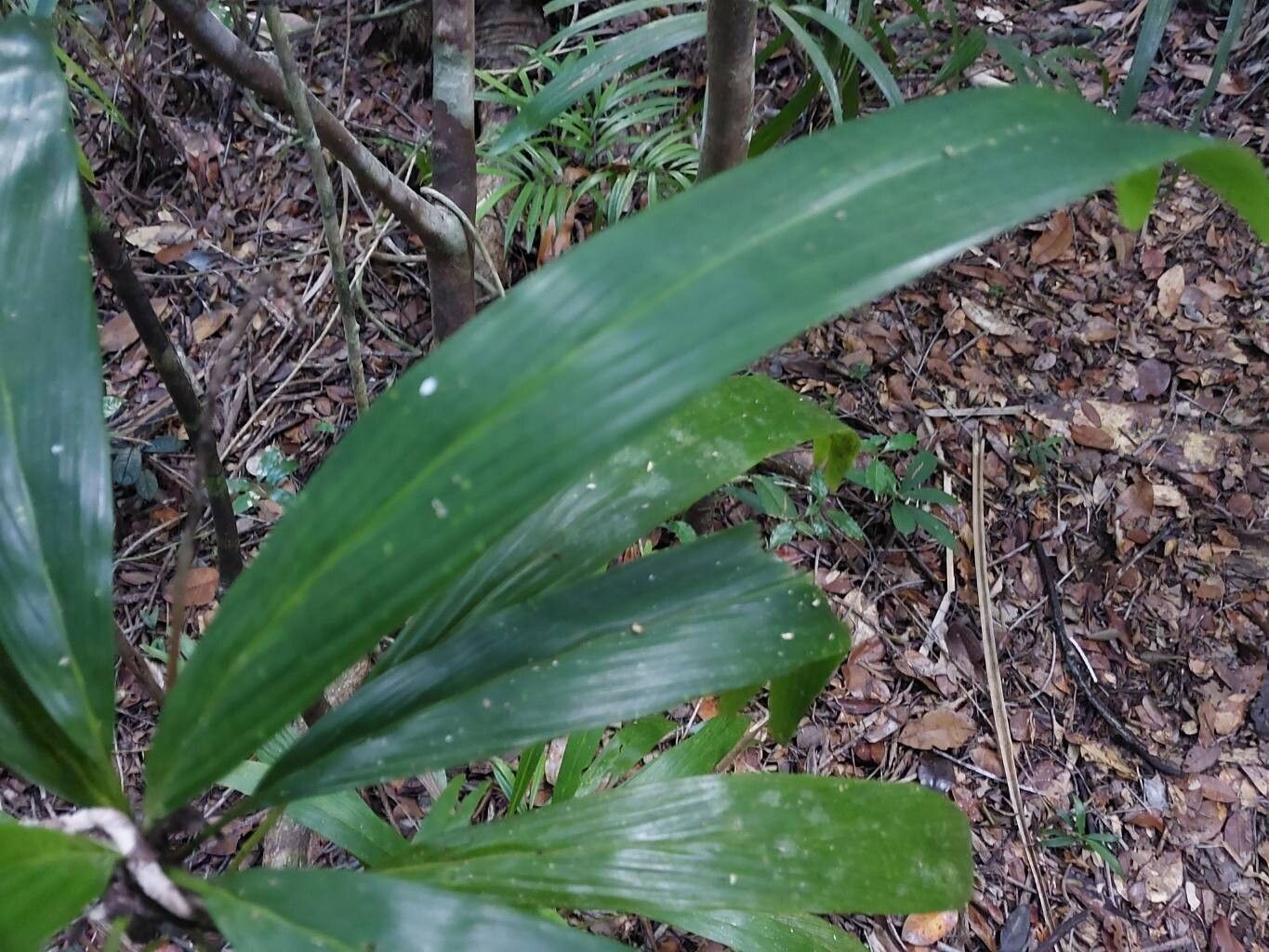 Dypsis simianensis — houseplant care guide