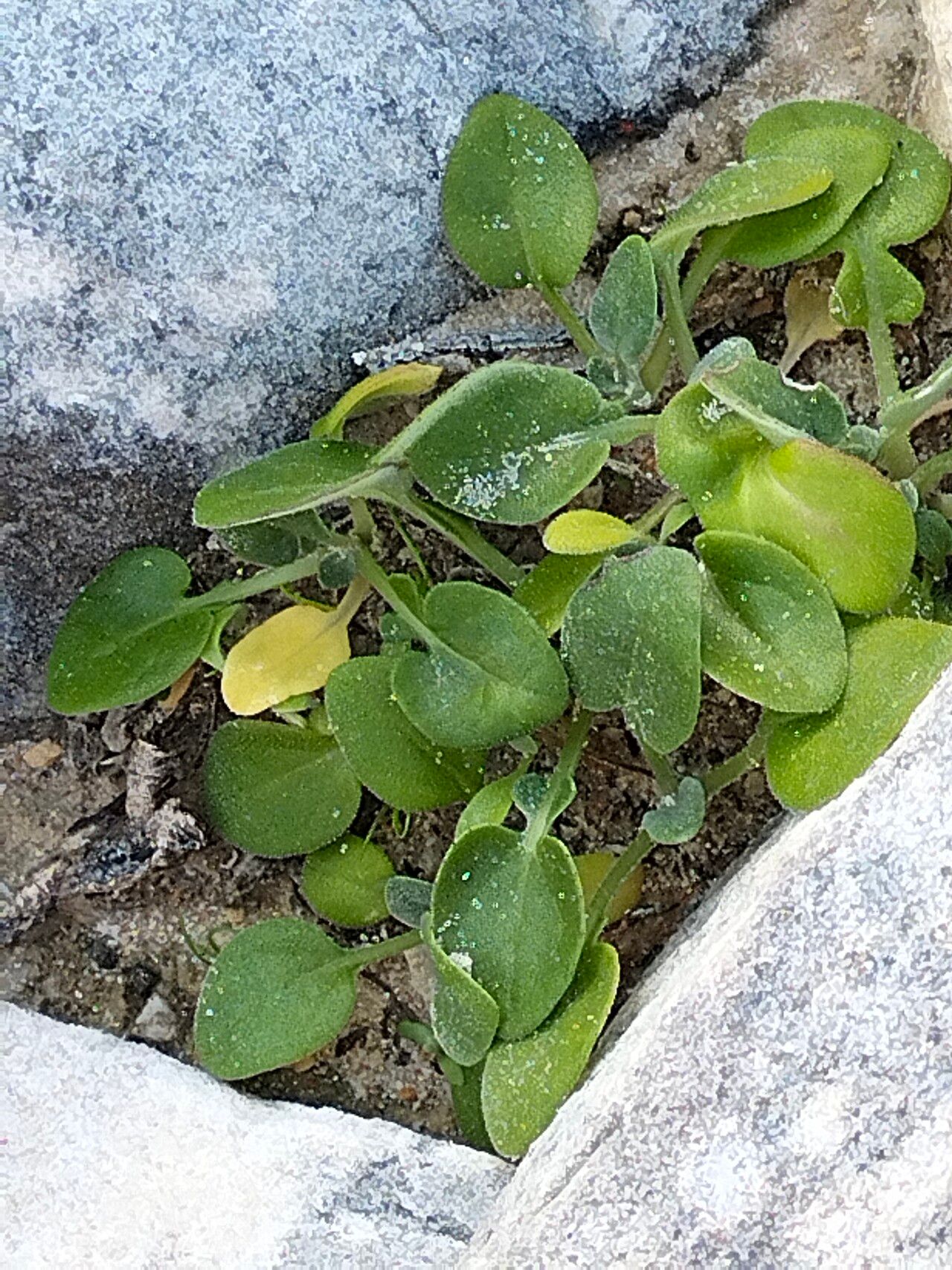 Falkia repens leaf