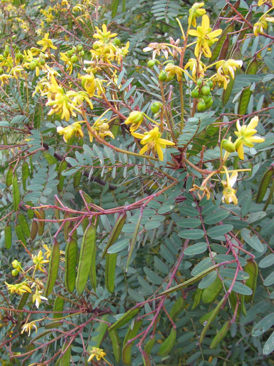 Senna aymara — search result for 'Senna'