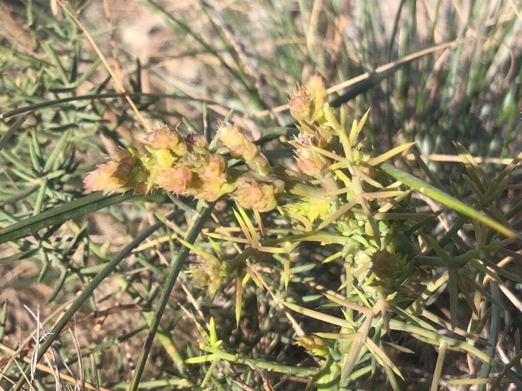Asparagus stipularis flower