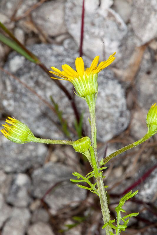 Jacobaea delphiniifolia bark