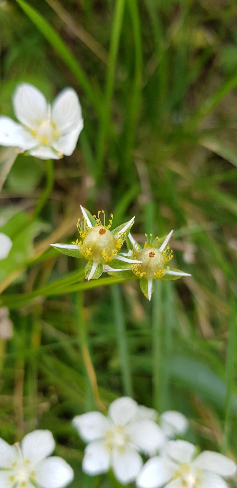 Parnassia palustris fruit