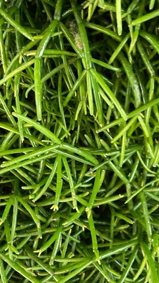 Genista horrida leaf