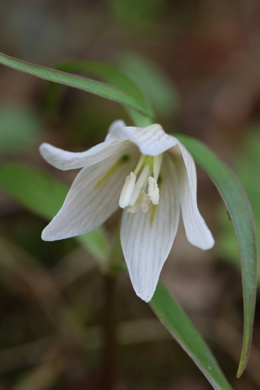 Fritillaria ayakoana flower