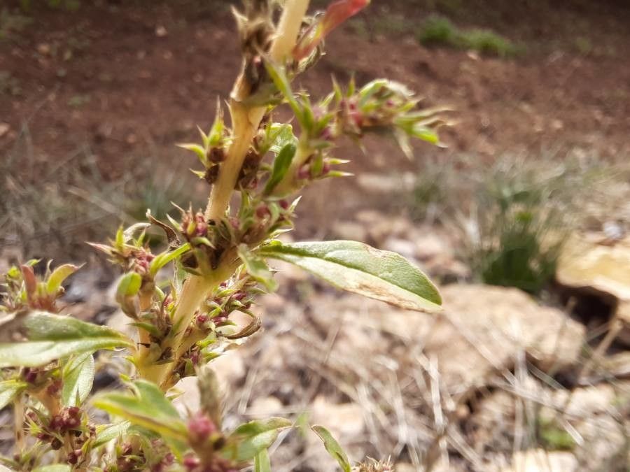 Amaranthus albus flower