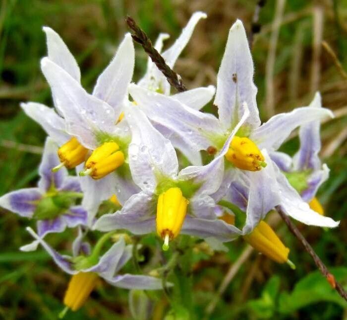 Solanum commersonii flower