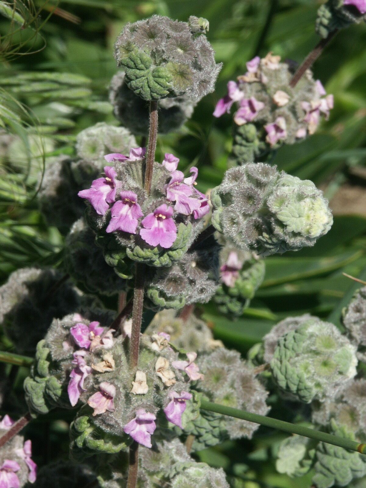 Ballota africana — related species from the same genus