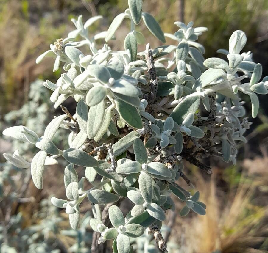 Buddleja mendozensis leaf