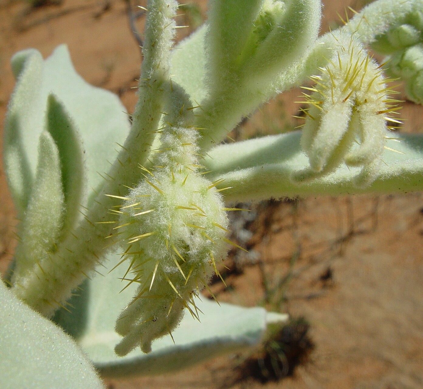Solanum beaugleholei fruit