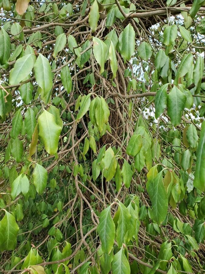 Capparis quiniflora — search result for 'Capparis'