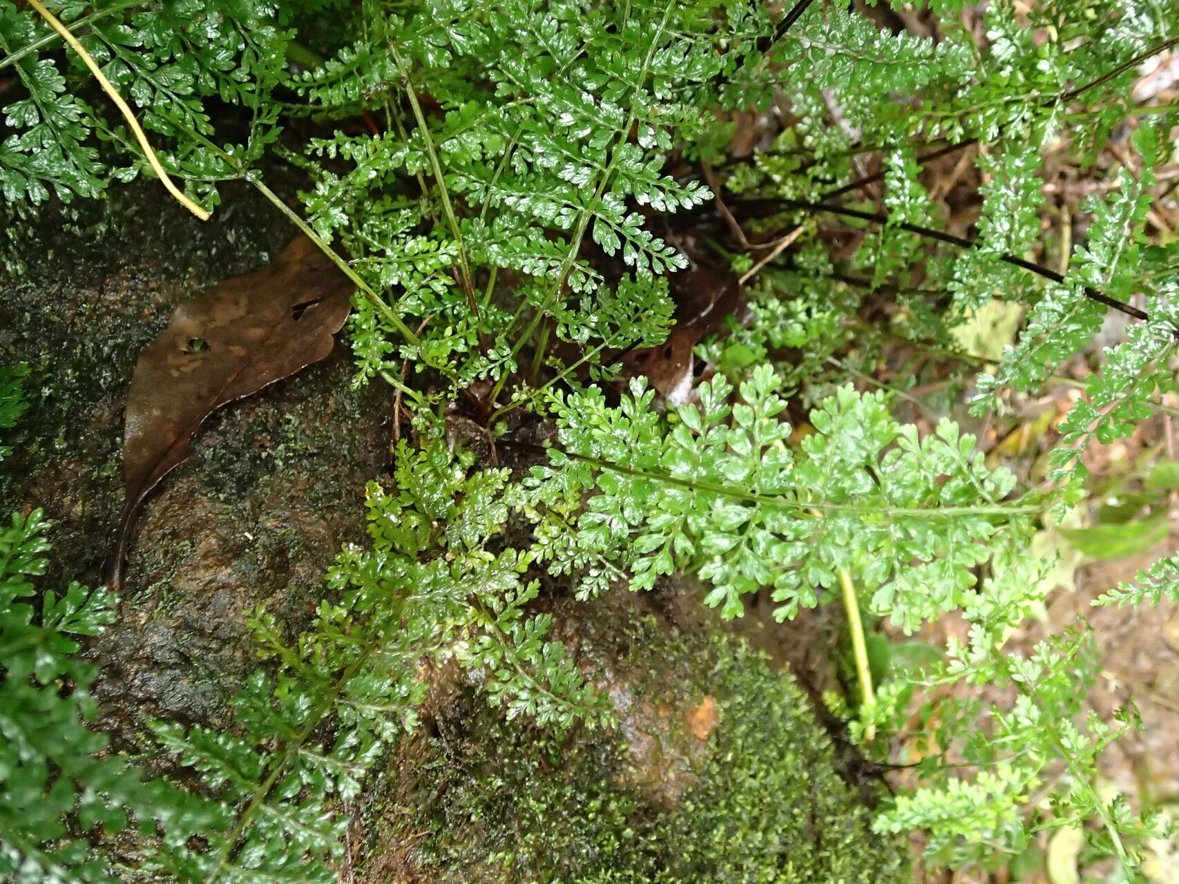 Asplenium abyssinicum habit