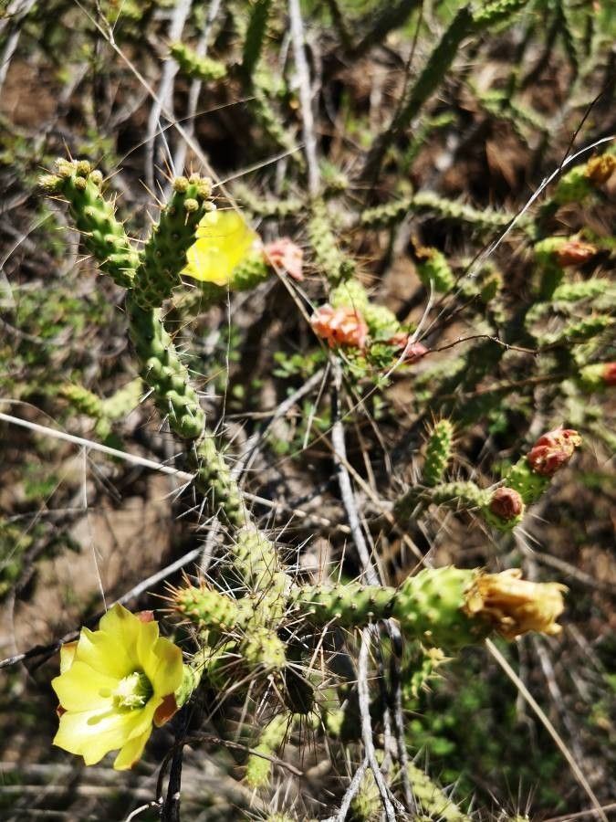 Opuntia triacantha flower