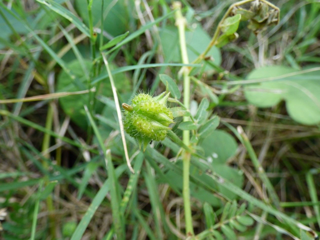 Tribulus cistoides fruit