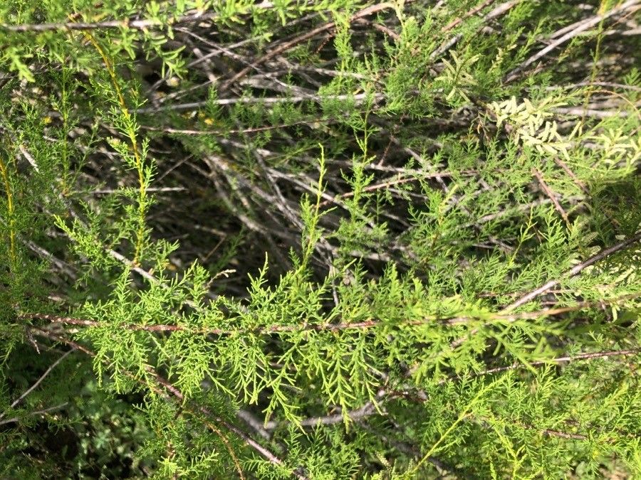 Tamarix canariensis — search result for 'Tamarix'