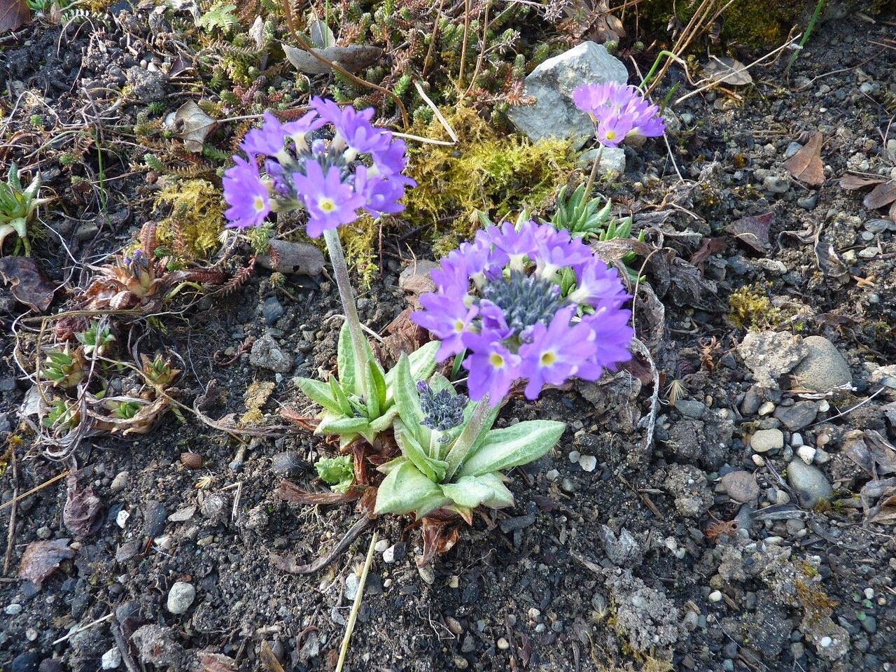 Primula denticulata habit