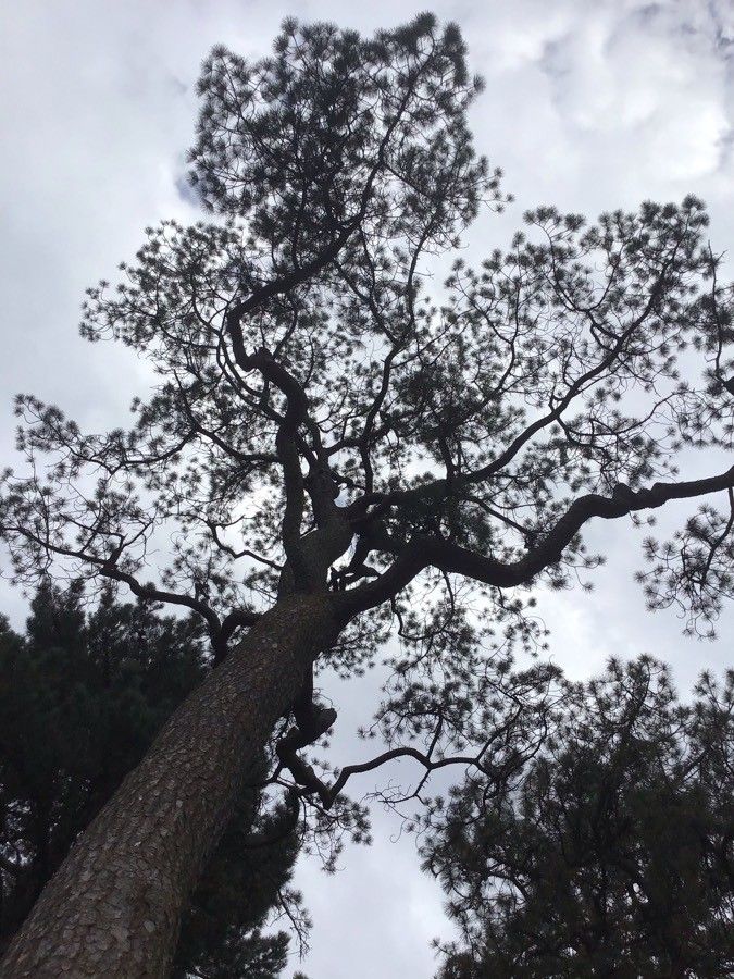 Pinus serotina — flood tolerant houseplant