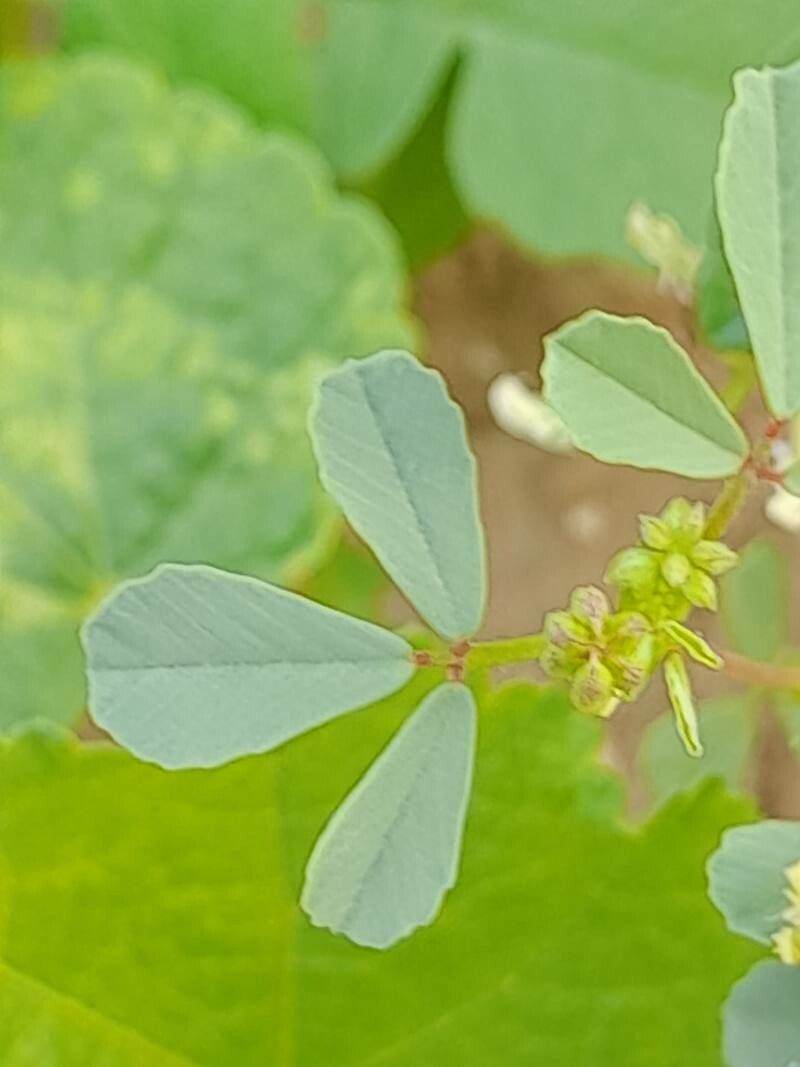 Trigonella glabra — houseplant care guide