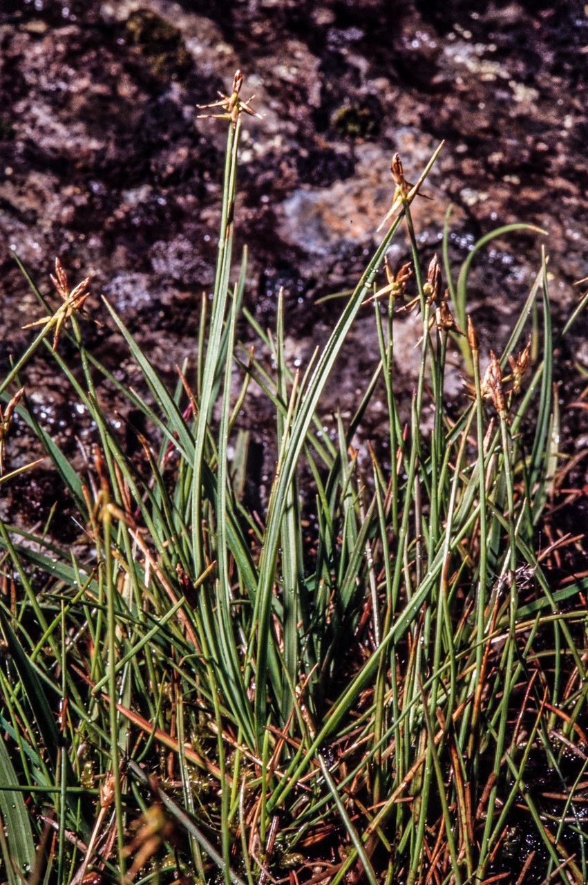 Carex microglochin — houseplant care guide